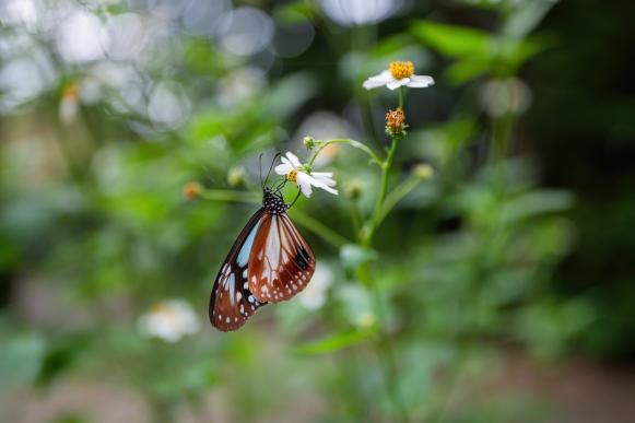 28-45mm F1.8 DG DN | A
