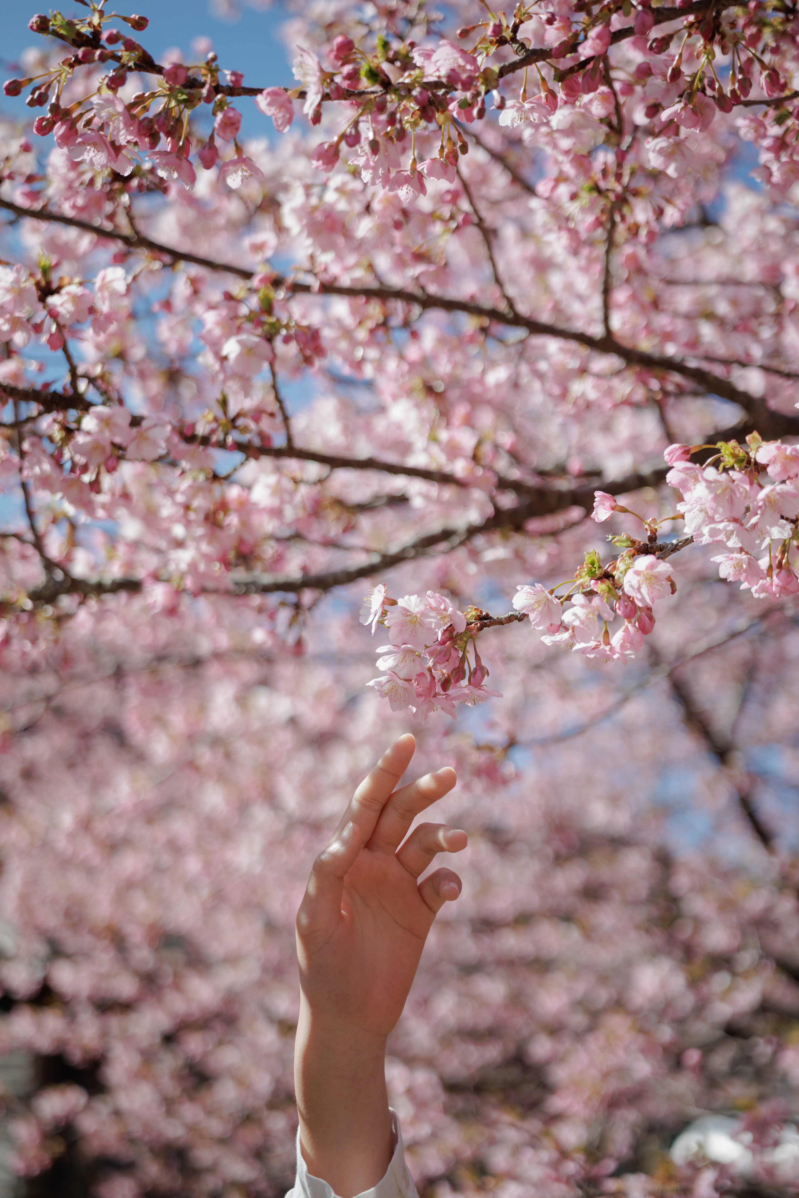 EtsukoAimu_ExamplePhoto_006_-_Cherry_Blossom.jpg