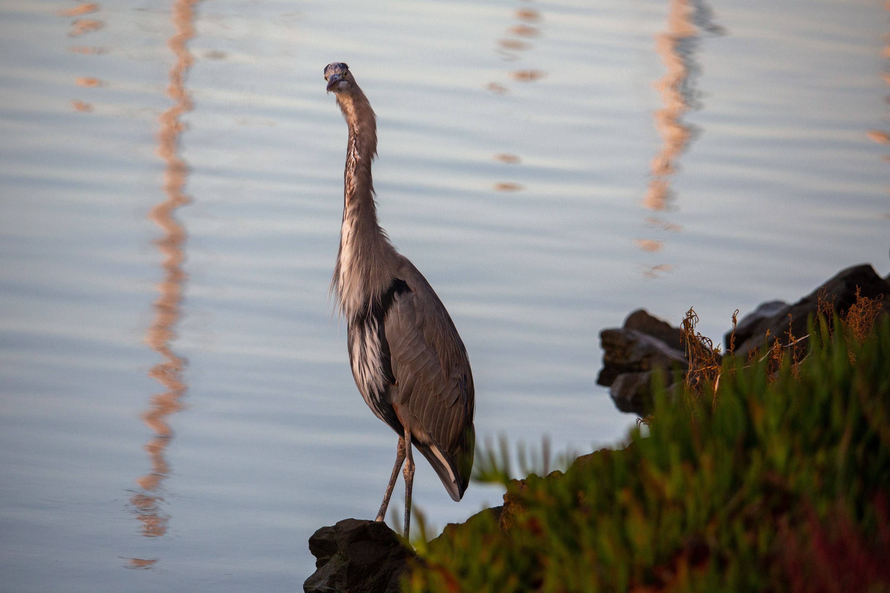 Hill_S_60-600mm_-_01.jpg
