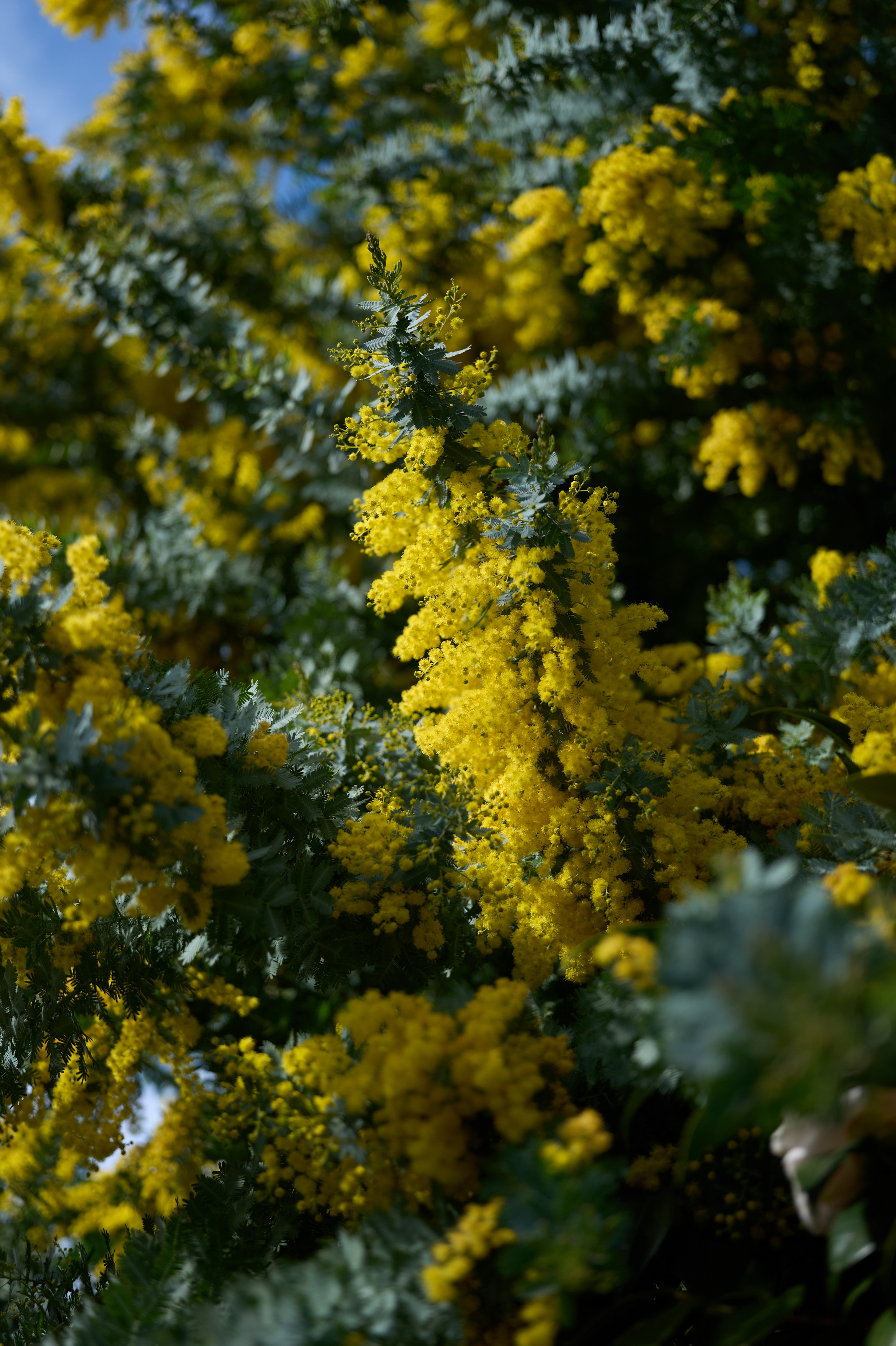 NaokiMiyashita_ExamplePhoto_007-yellow_flowers.jpg