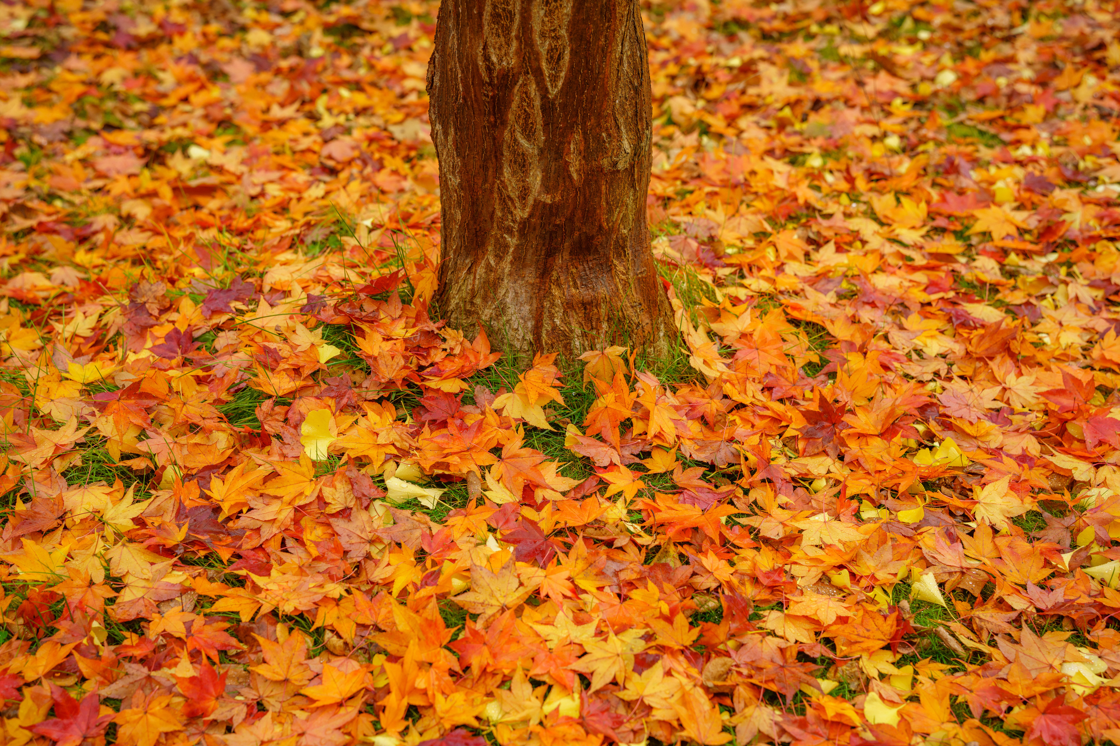 c020_65_2_gall_original_img02.jpg