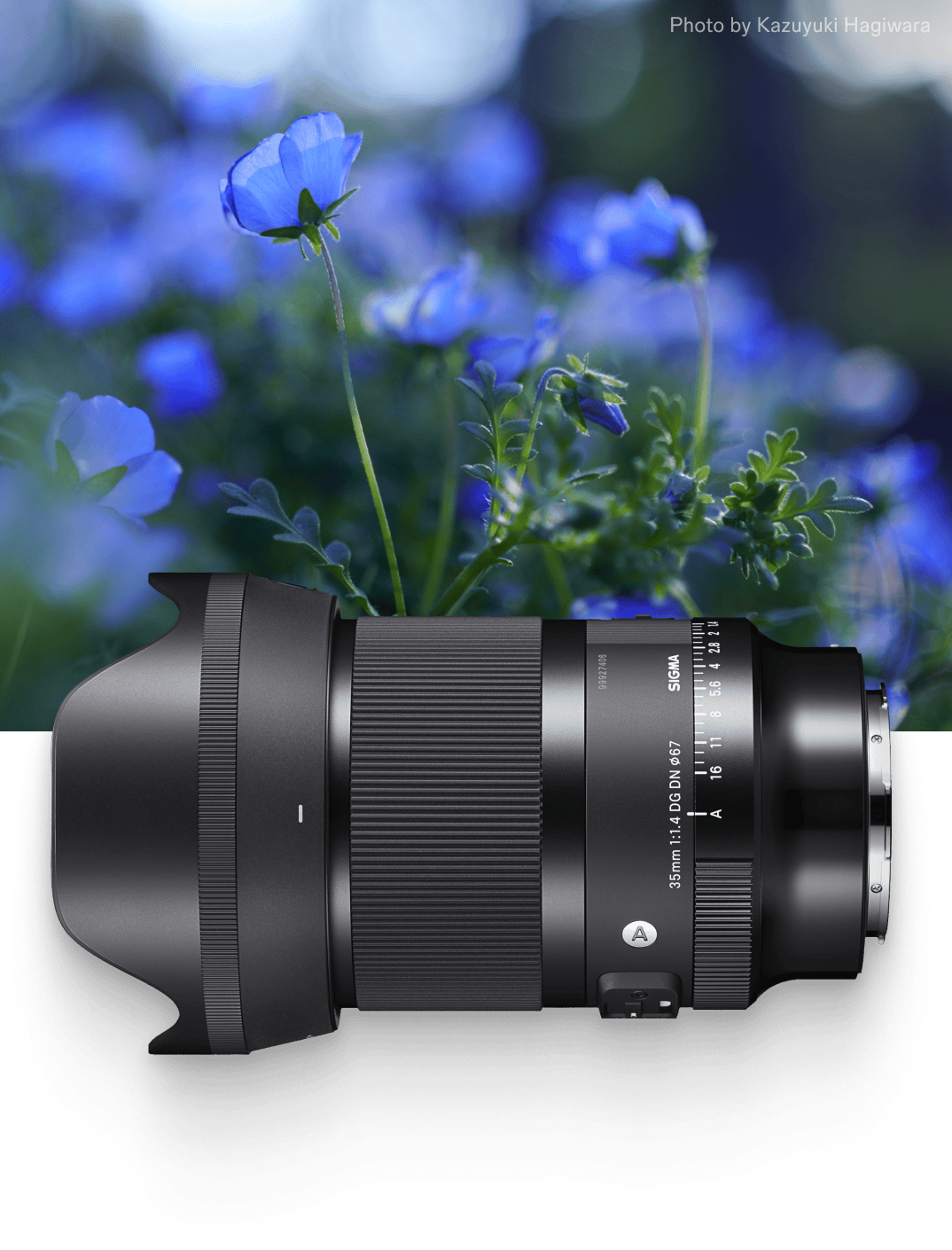 Image of purple flowers. Photo by Kazuyuki Hagiwara