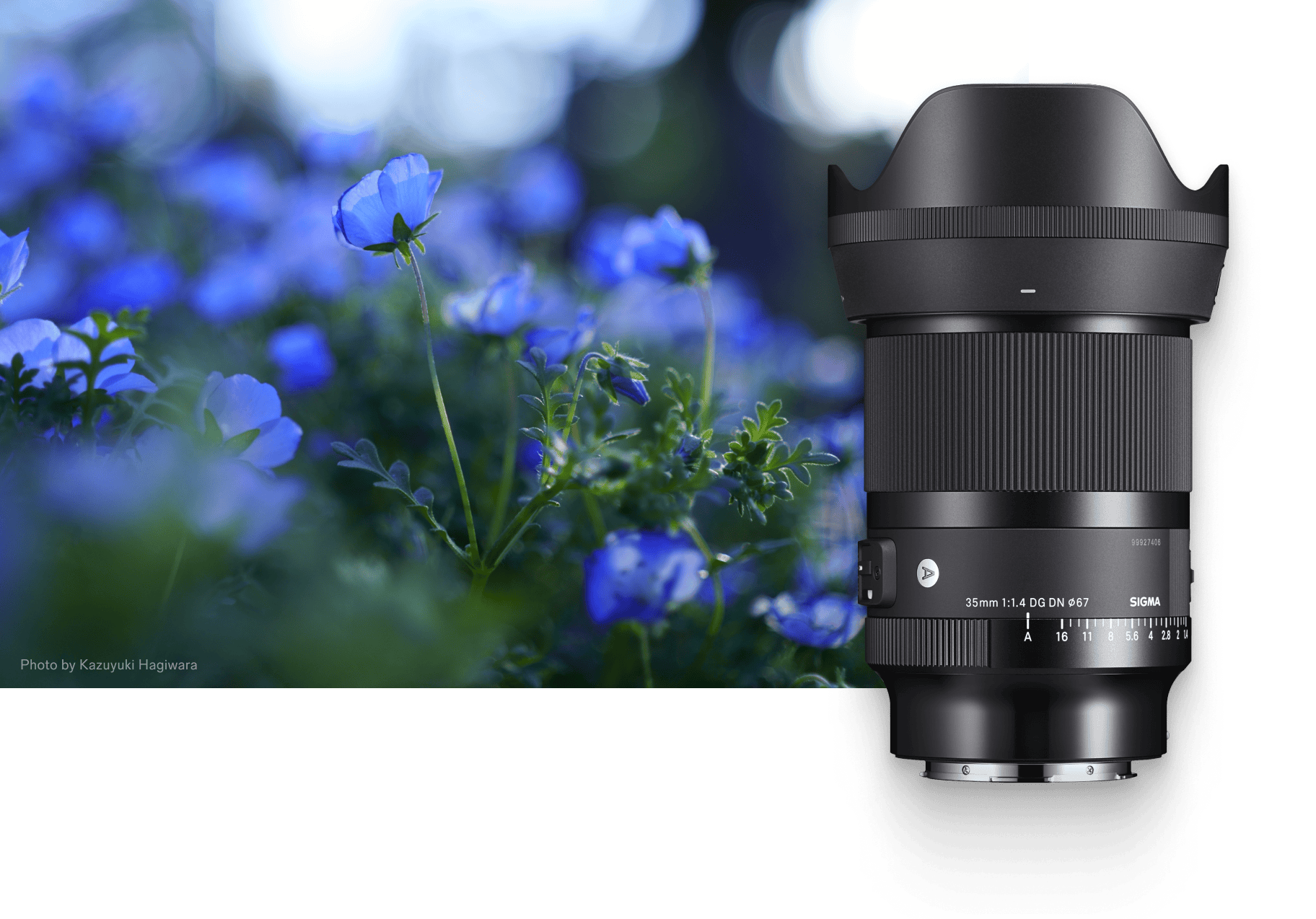 Image of purple flowers. Photo by Kazuyuki Hagiwara